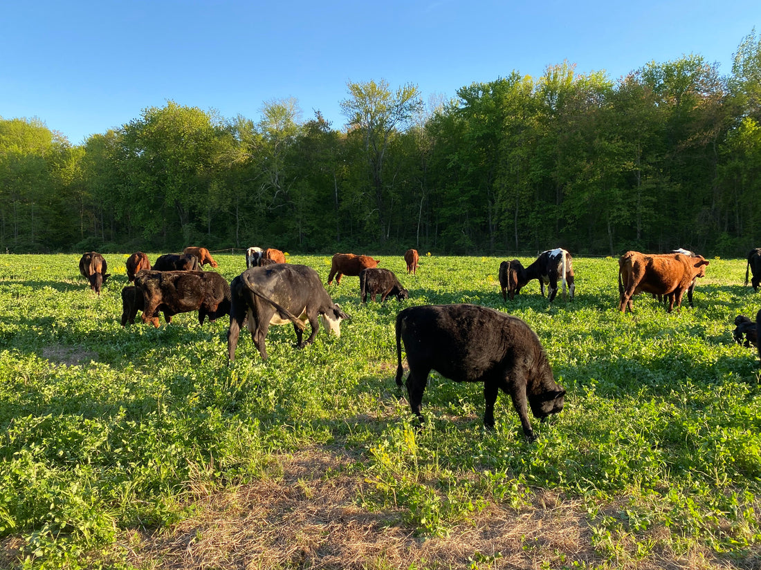 5 Questions to Ask a Beef Farm Before You Buy (And Why Most Can't Answer Them)