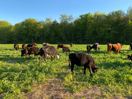 5 Questions to Ask a Beef Farm Before You Buy (And Why Most Can't Answer Them)