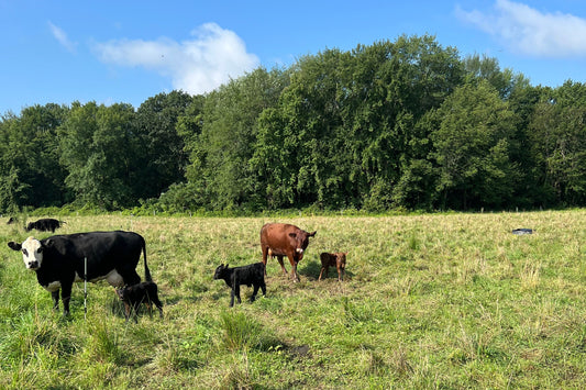 Life, Death, and Beef: What It Means to Raise an Animal You're Going to Eat