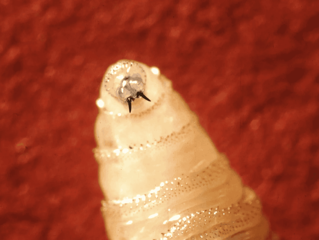 What Is the New World Screwworm? (And What It Means for US Beef Prices)