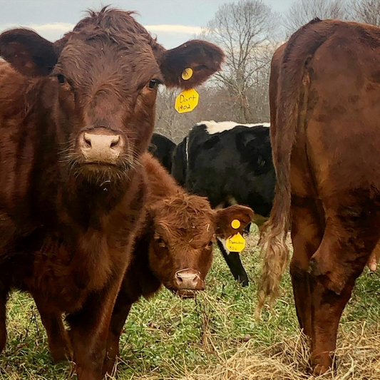 How Long Does It Take to Raise Grass-Fed Beef? (And Why Patience Beats Industrial Scale)