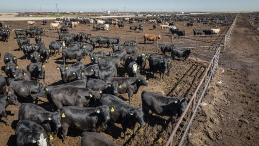 Why Are Feedlot Steers Lactating? (15-19% of Them, According to the Research)