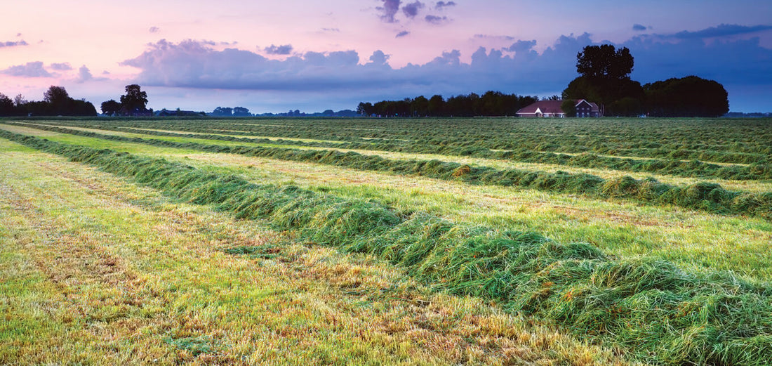 First Cut vs. Second Cut Hay (And Why It Matters for Your Beef)