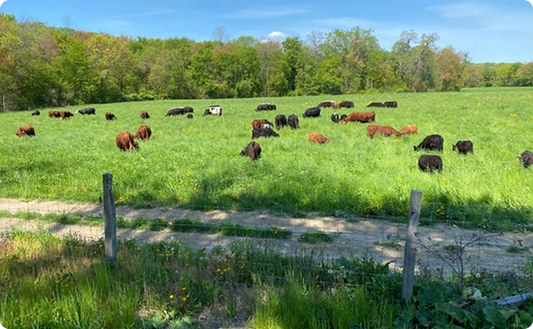 50 Steers Walk Into a Farm: The Biggest Swing of Our Farming Careers