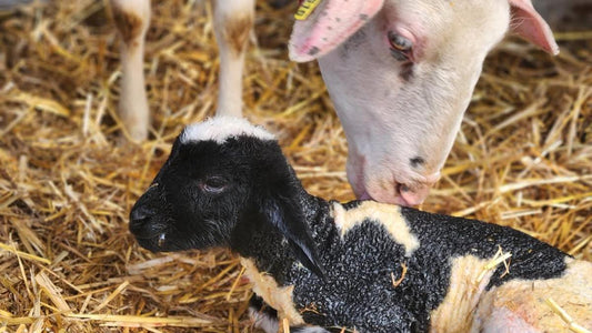 How We Raise Our Cattle (And the Morning Our Backyard Filled With Baby Animals)