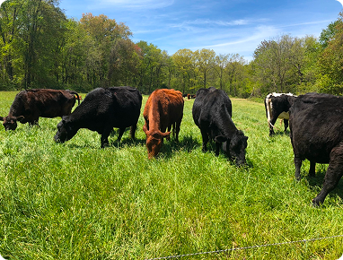 How Regenerative Grazing Builds Soil That Beats Drought (And Produces Better Beef)